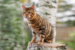 Toyger Info, Diet, Temperament, Care & Traits 2024