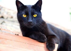 Bombay Cat: Info, Diet, Temperament, Care & History 2024