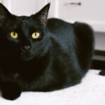 Bombay Cat: Info, Diet, Temperament, Care & History 2024