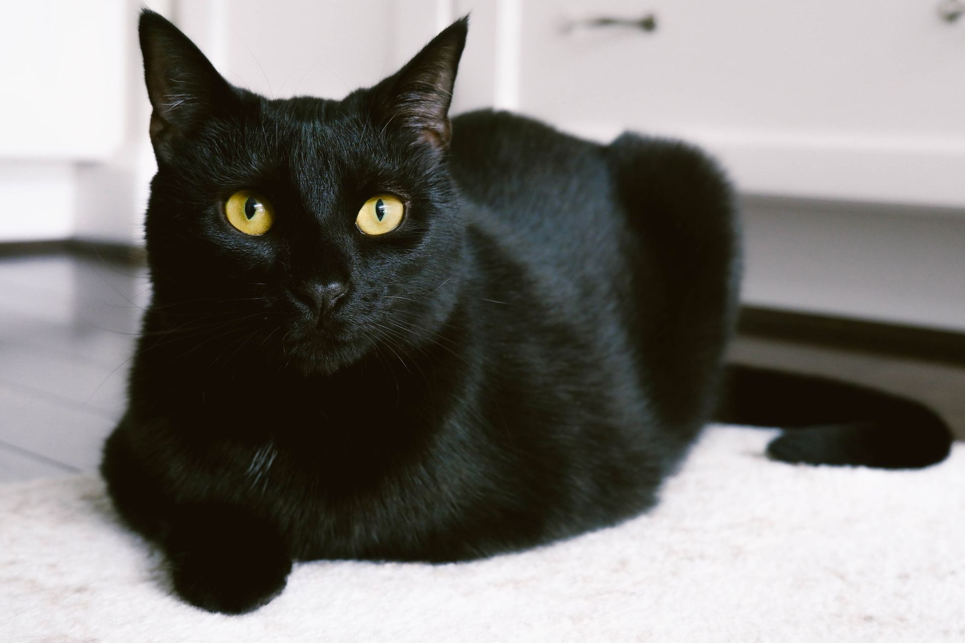 Bombay Cat: Info, Diet, Temperament, Care & History 2024