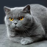 British Shorthair Info, Diet, Temperament, Care & Traits 2024