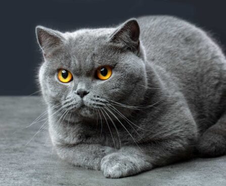 British Shorthair Info, Diet, Temperament, Care & Traits 2024