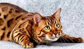 Toyger Info, Diet, Temperament, Care & Traits 2024