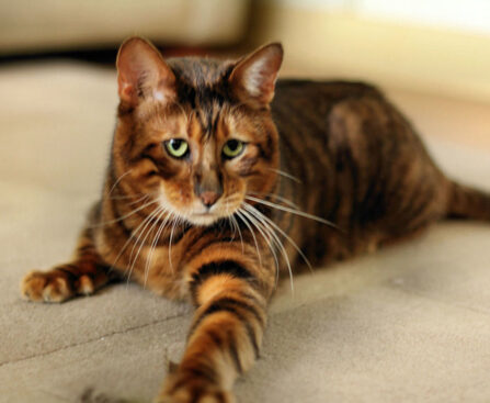 Toyger Info, Diet, Temperament, Care & Traits 2024