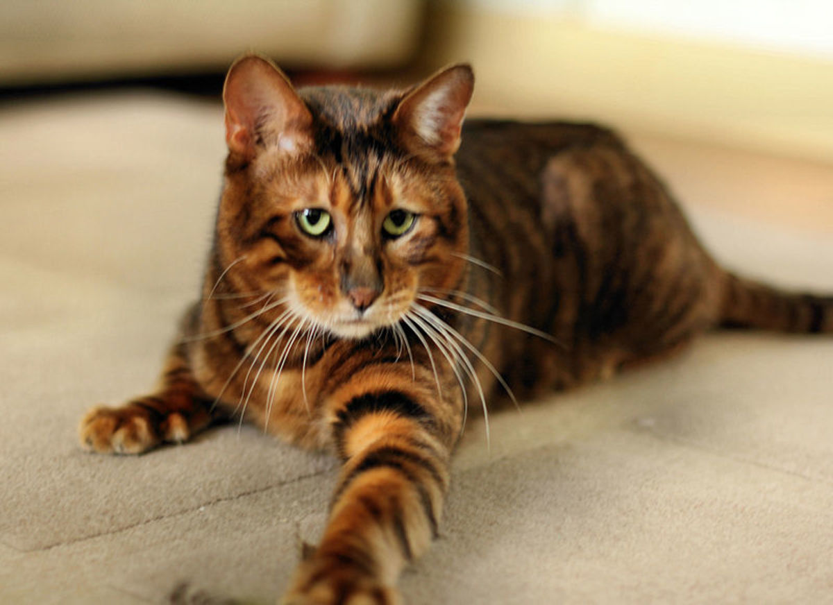 Toyger Info, Diet, Temperament, Care & Traits 2024